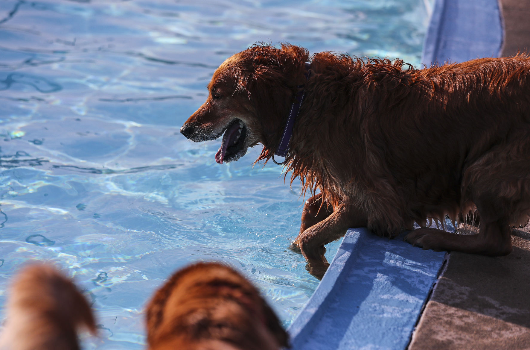 Doggie Dip 12